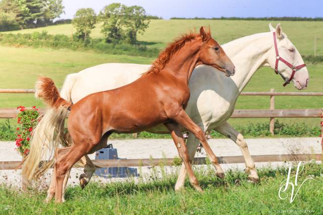 Puledra KWPN Cavallo da Sport Neerlandese In vendita 2024 Sauro ,  Zafferano