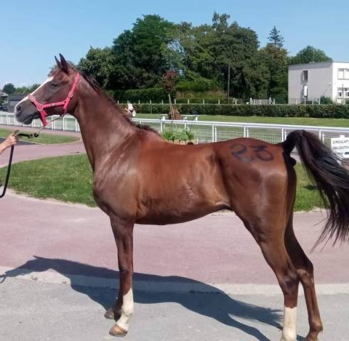Castrone Origine non conosciuta  In vendita 2013 Sauro ,  VADIM DES LOGES