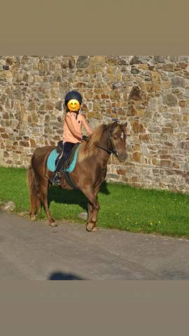 Castrone Altre Razze di Pony In vendita 2021 Altro colore ,  So What