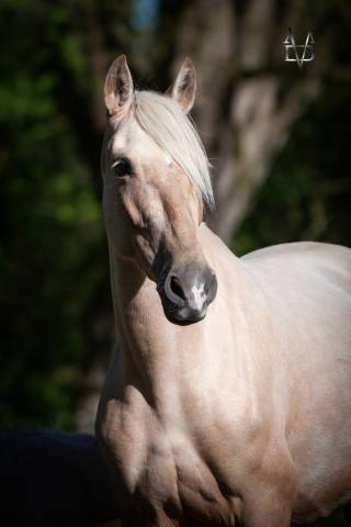 Cavalla PRE Andaluso In vendita 2019 Palomino ,  Bronco XLV