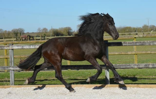 Puledra Frisone In vendita 2023 Nero ,  JEHANNES 484 sport elite AAA
