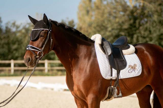 Castrone PRE Andaluso In vendita 2016 Baio