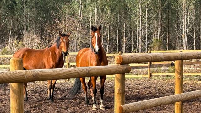 Proprietà equestre In vendita Gironde