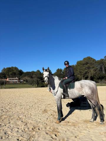 Sella mista Childeric  17.5" - 2017