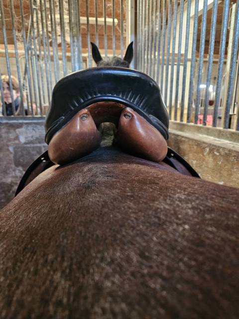 Sella da salto ostacoli Forestier  16.5" - 2000