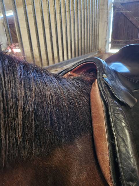 Sella da salto ostacoli Forestier  16.5" - 2000