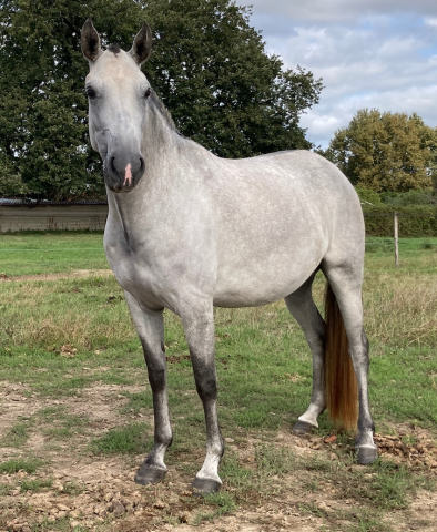 Fattrice Lusitano In vendita 2020 Grigio ,  JEDI D'ESCOLINA