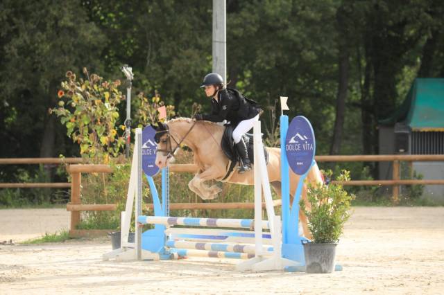 Cavalla Welsh Poney (Sezione C) In vendita 2019 Palomino