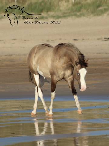 SHINING C GEE WHIZ - Paint Horse 2022 ,  Dun Splash Of Cream