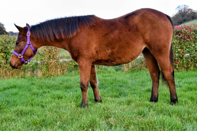 Puledra Quarter Horse In vendita 2023 Baio ,  SILVER ONEX WOOD (USA)