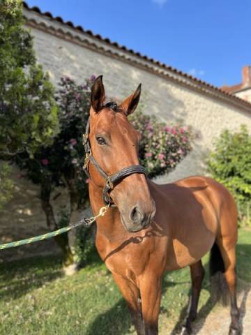 Castrone Lusitano In vendita 2015 Baio ,  bordeaux