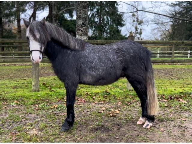 Castrone Kerry Bog In vendita 2019 Grigio