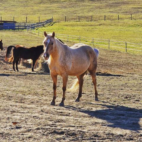 Cavalla Quarter Horse In vendita 2018 Palomino