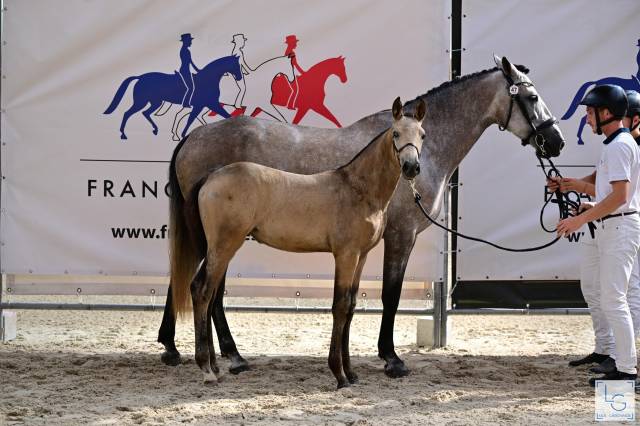 Cavalla CDF - Cavallo da dressage francese In vendita 2024 Isabella ,  Majestic de Massa 