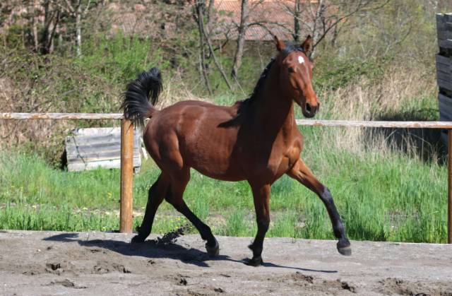 Cavalla Hanovrien In vendita 2024 Baio