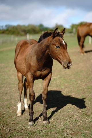 Puledro Quarter Horse In vendita 2024 Scuro