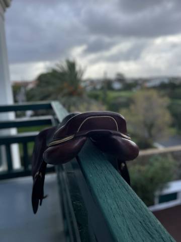 Sella da salto ostacoli CWD  17" - 2020