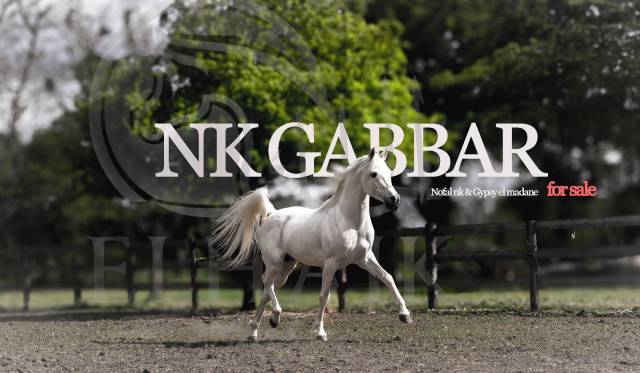 Intero Arabo In vendita 2017 Grigio ,  NK Nofal 