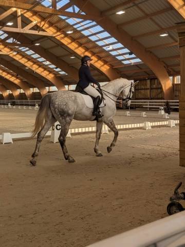 Sella da dressage Antar&egrave;s  17.5" - 2018