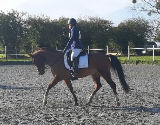 Sella da dressage Antar&egrave;s  17.5" - 2018