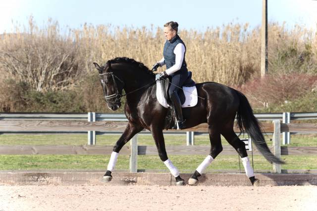Castrone Lusitano In vendita 2019 Nero ,  ESQUIVO