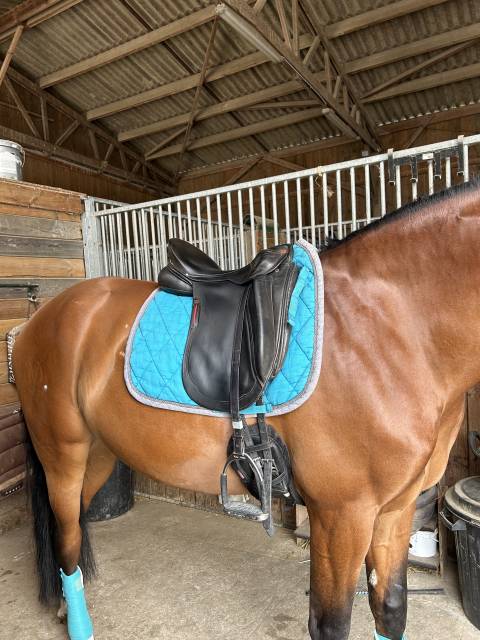 Sella da dressage Albion  17.5" - 2017