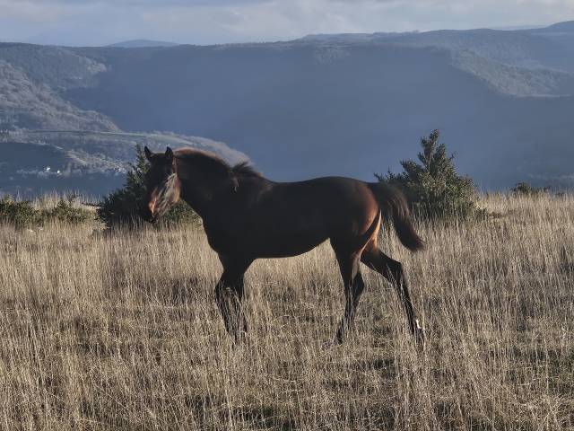 Puledra Sella Francese In vendita 2024 Baio scuro ,  Conthargos