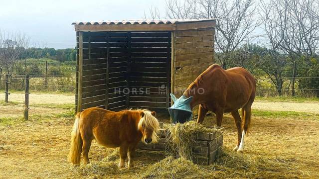 Proprietà equestre In vendita Hérault