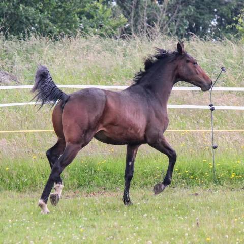 Stallone sBs Cavallo da Sport Belgio In vendita 2023 Baio ,  Dollar du Rouet
