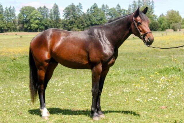Stallone sBs Cavallo da Sport Belgio In vendita 2023 Baio ,  Dollar du Rouet