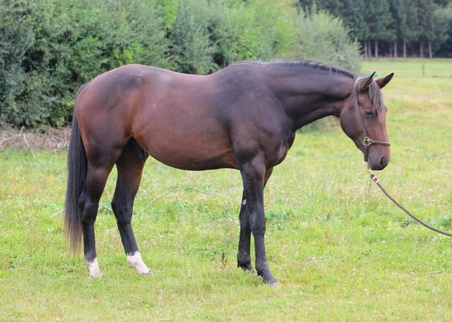 Stallone sBs Cavallo da Sport Belgio In vendita 2023 Baio ,  Dollar du Rouet