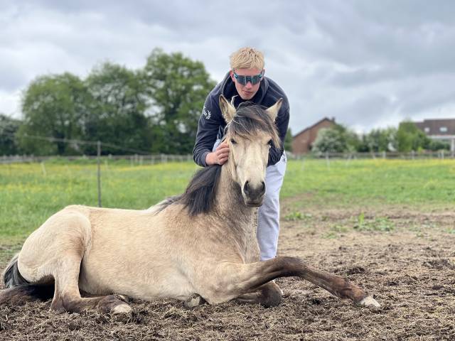 Puledra Lusitano In vendita 2024 Isabella ,  Prestigio