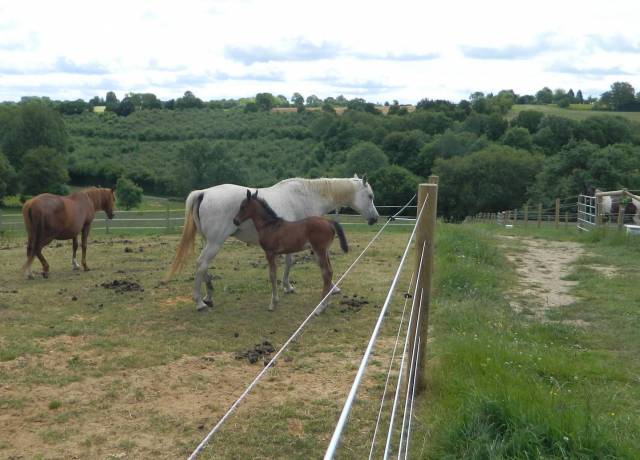 Centro di stagione cavallo Noleggio Orne
