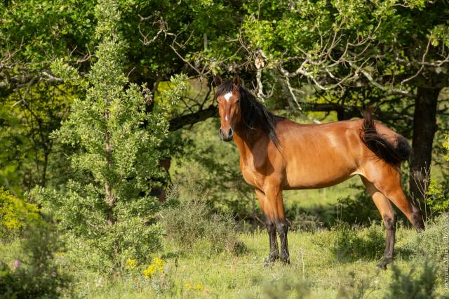 Cavalla Lusitano In vendita 2021 Baio ,  DIOR DU FESQUET