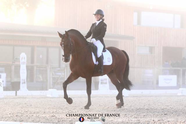 Dior du Fesquet - Lusitano 2013 ,  Rubi Ar