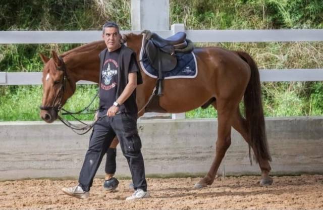 Castrone Sella Francese In vendita 2015 Altro colore