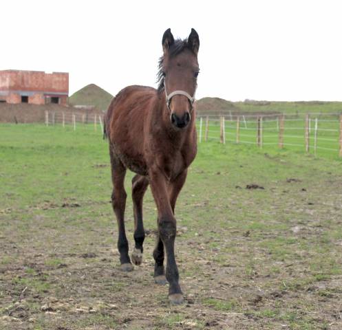 Puledra Cavallo da Sella In vendita 2024 Baio ,  PEPPERMILL