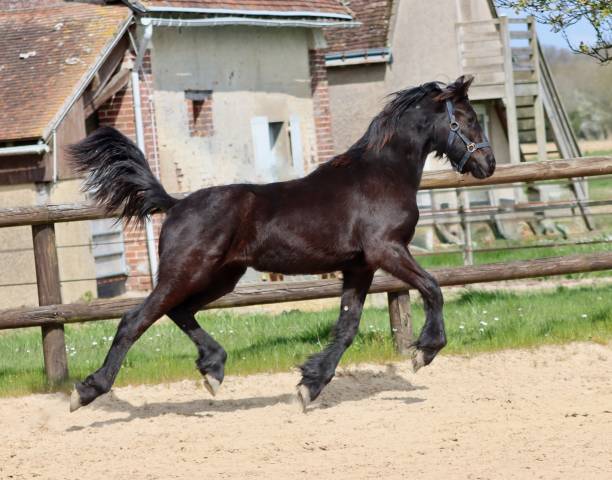 Puledra Frisone In vendita 2024 Nero ,  Alwin 469 Sport AAA Préférent