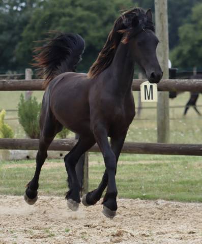 Puledra Frisone In vendita 2024 Nero ,  Alwin 469 Sport AAA Préférent