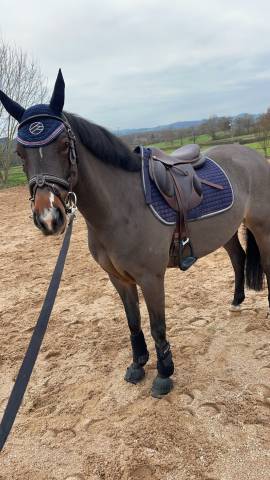 Sella da salto ostacoli Devoucoux  16.5" - 2023