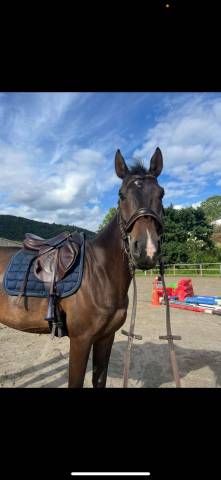 Sella da salto ostacoli Antarès  17.5" - 2017