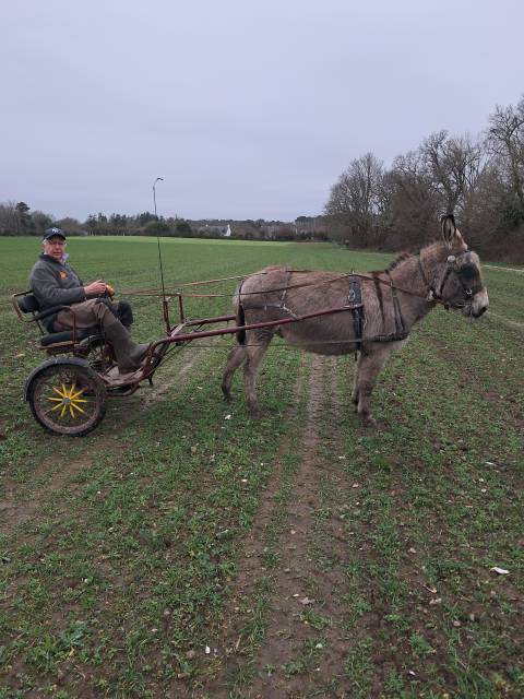 Asno Cotentin In vendita 2019 Grigio