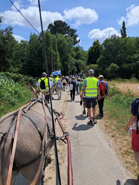 Asno Cotentin In vendita 2019 Grigio