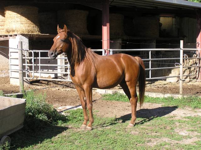 Stallone Arabo In vendita 2010 Sauro ,  NABATH