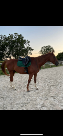 Sella mista Stubben  17" - 2023