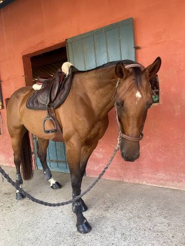 Sella da salto ostacoli CWD  17.5" - 2022