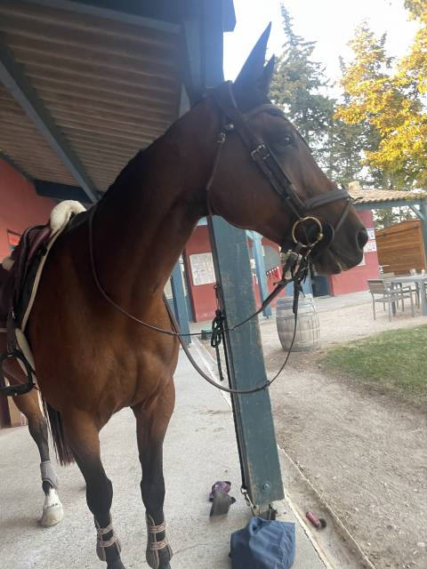 Sella da salto ostacoli CWD  17.5" - 2022