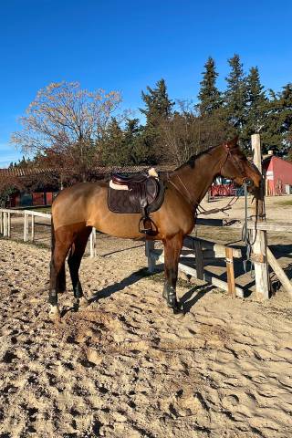 Sella da salto ostacoli CWD  17.5" - 2022