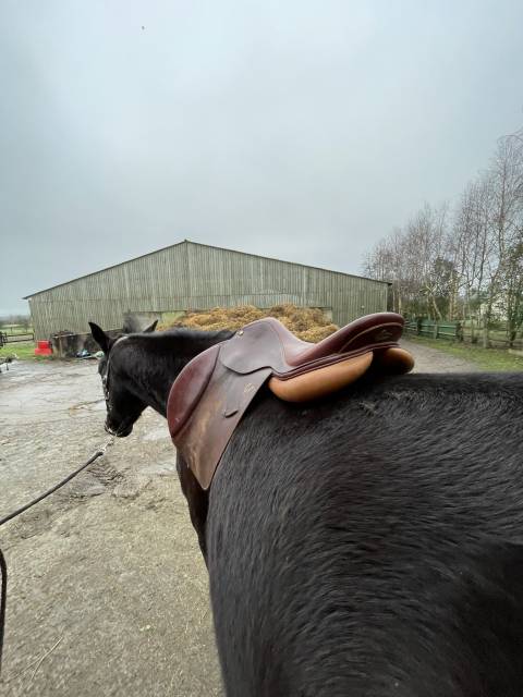 Sella mista Pessoa  17.5" - 2020