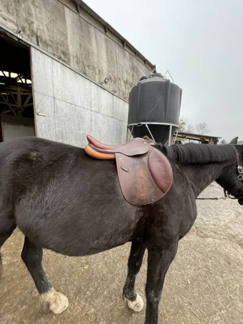 Sella mista Pessoa  17.5" - 2020